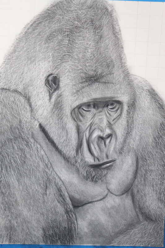 Gorilla in Contemplation