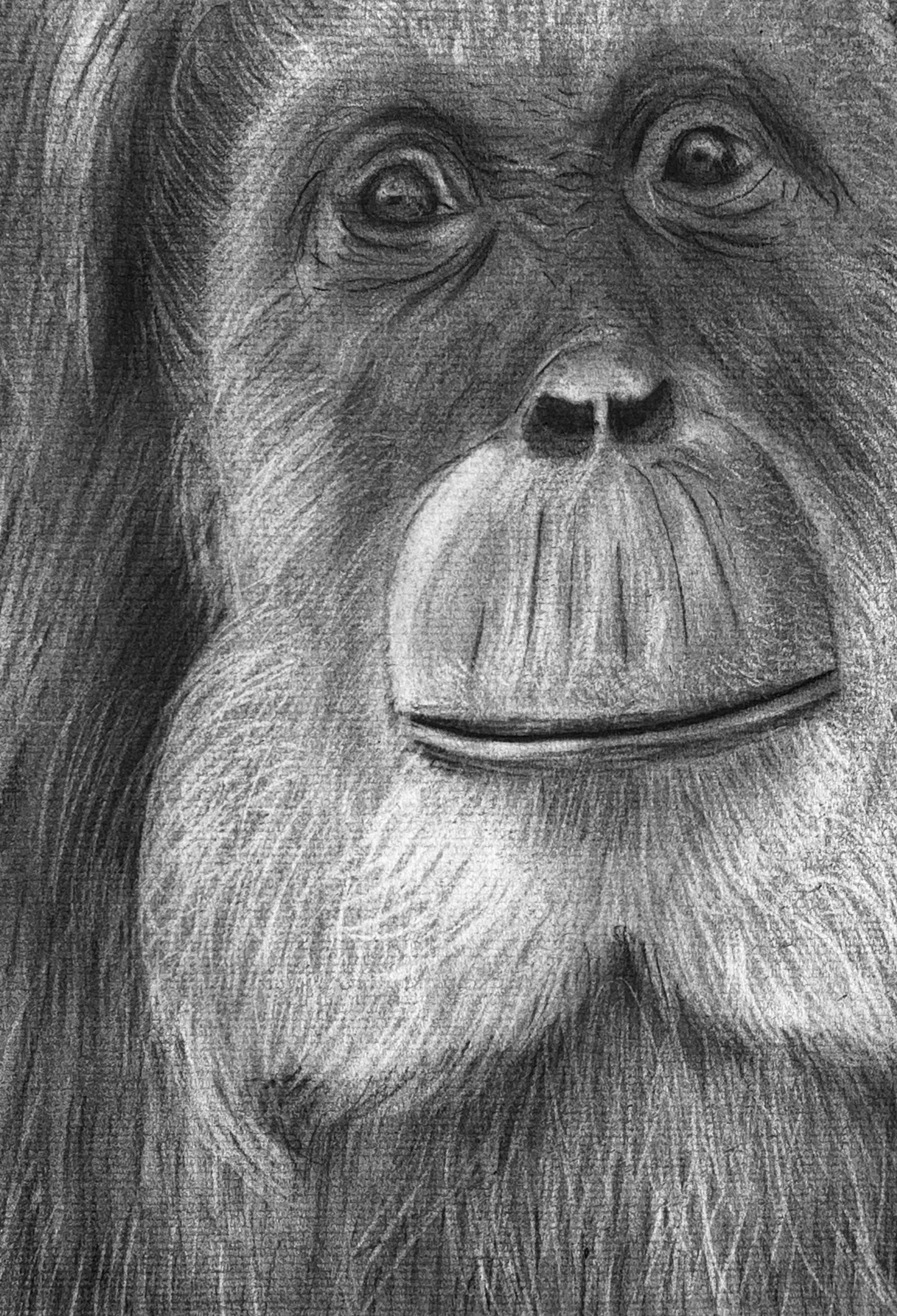 Orangutan